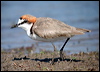 Click here to enter gallery and see photos of Red-capped Plover