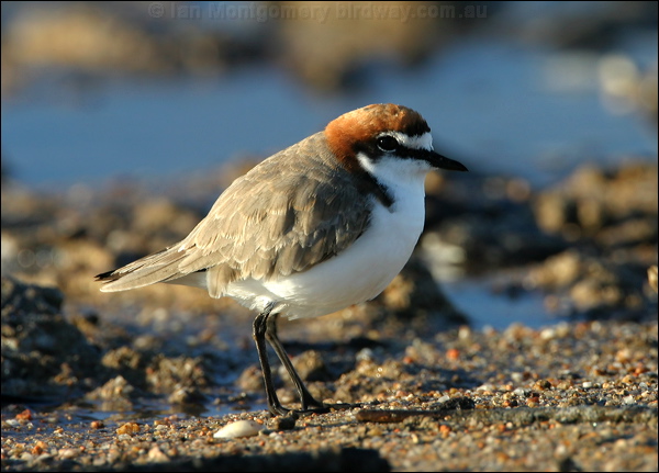 Red-capped Plover red_capped_plover_18175.psd
