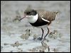 red_kneed_dotterel_07929