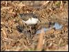 red_kneed_dotterel_42300