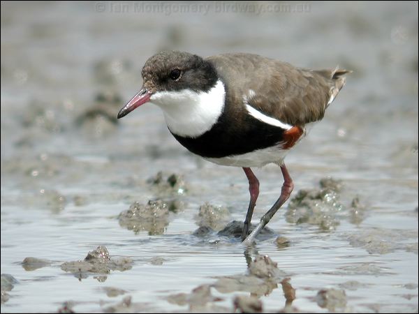 Red-kneed Dotterel red_kneed_dotterel_07929.psd