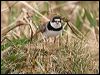 semipalmated_plover_68611