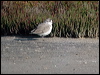 white_fronted_plover_04558