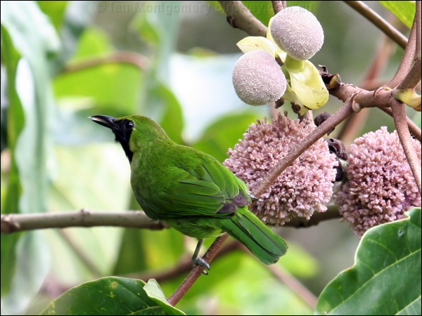 Greater Green Leafbird greatgreen_leafbird_50570.jpg