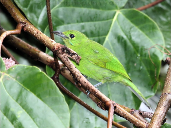 Lesser Green Leafbird less_green_leafbird_50156.jpg