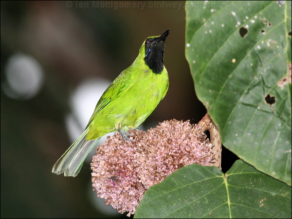 Lesser Green Leafbird less_green_leafbird_50623.jpg