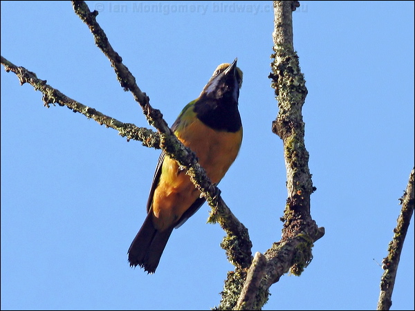 Orange-bellied Leafbird orangebellyleafbird_56392.jpg