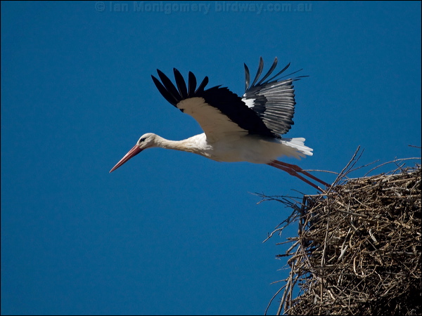 White Stork white_stork_162336.psd