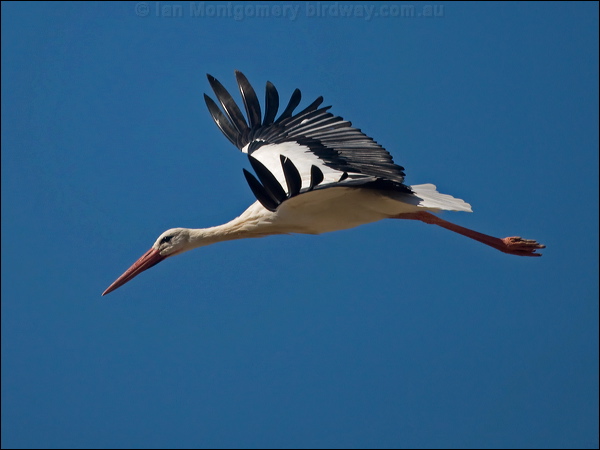 White Stork white_stork_162341.psd
