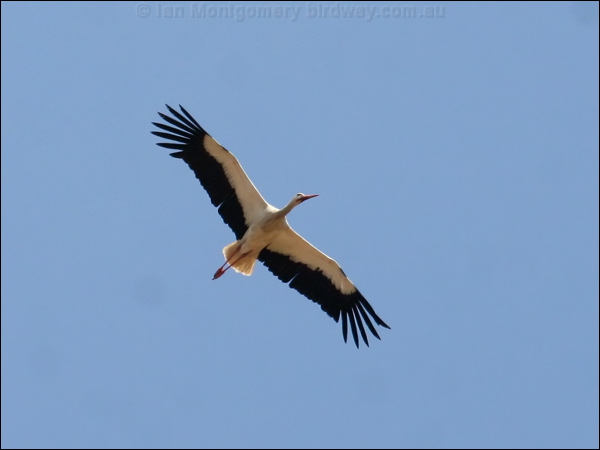 White Stork white_stork_52972.psd