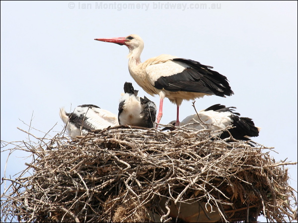 White Stork white_stork_53163.psd