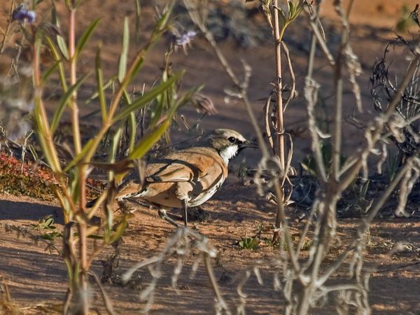 Cinnamon Quail-thrush cinnamonquailthrush_214678.psd