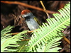 Click here to enter gallery and see photos/pictures/images of Dark-necked Tailorbird