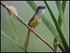 Click here to enter gallery and see photos/pictures/images of Yellow-bellied Prinia