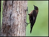 Click here to enter gallery and see photos/pictures/images of Black-tailed Treecreeper