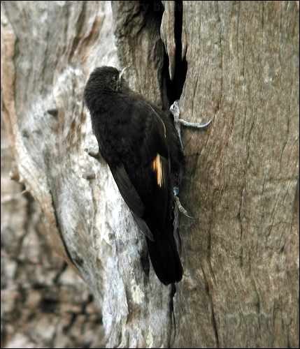 Black-tailed Treecreeper blacktailtreecreeper13546.psd