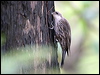Click here to enter gallery and see photos/pictures/images of White-throated Treecreeper