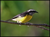 Click here to enter gallery and see photos/pictures/images of Bananaquit