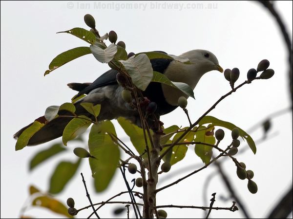Black-banded Fruit Dove banded_fruit_dove_91998.psd