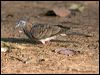 Click here to enter gallery and see photos of Bar-shouldered Dove