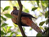 Click here to enter gallery and see photos of Brown Cuckoo-Dove