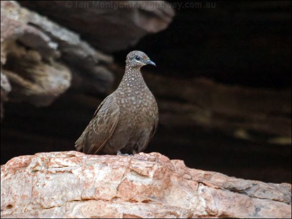 Chestnut-quilled Rock Pigeon chestnutqlrockpigeon_91933.psd