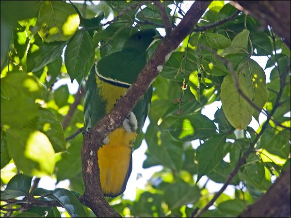 Cloven-feathered Dove cloven_feather_dove_166035.psd