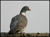 common_wood_pigeon_19588