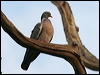 common_wood_pigeon_20058