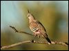crested_pigeon_10027