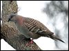 crested_pigeon_11784