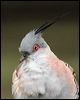 crested_pigeon_33048