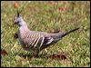 crested_pigeon_41390