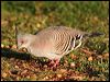 crested_pigeon_41491