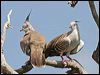 crested_pigeon_59169