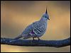 crested_pigeon_90691