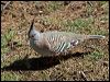 crested_pigeon_97874