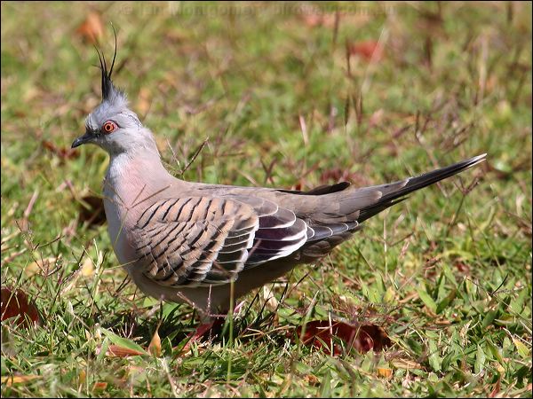 Crested Pigeon crested_pigeon_41390.jpg