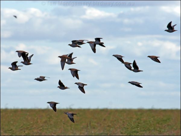 Flock Bronzewing flock_bronzewing_33061.jpg