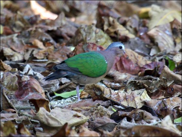Common (Grey-capped) Emerald Dove common_emerald_dove_40178.jpg