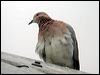 laughing_dove_04706