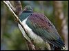 Click here to enter gallery and see photos of New Zealand Pigeon