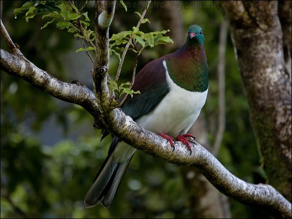 New Zealand Pigeon new_zealand_pigeon_121879.psd