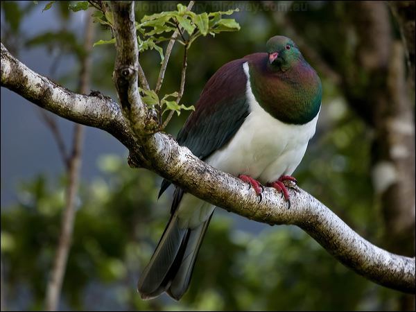 New Zealand Pigeon new_zealand_pigeon_121890.psd