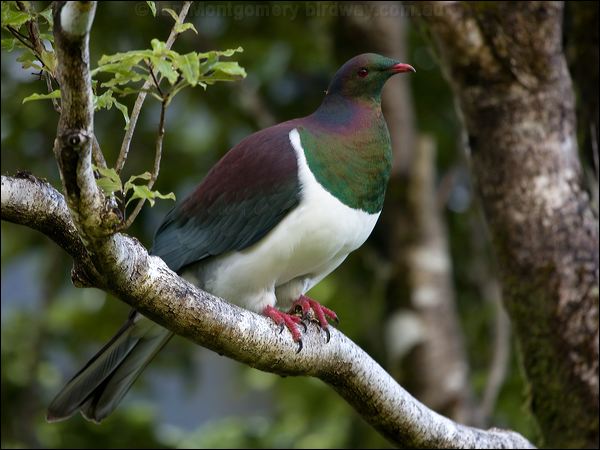 New Zealand Pigeon new_zealand_pigeon_121894.psd