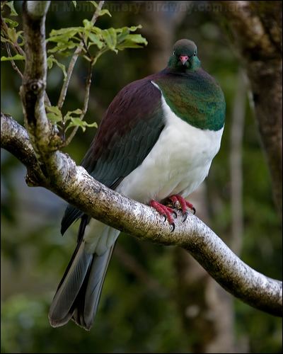 New Zealand Pigeon new_zealand_pigeon_121903.psd