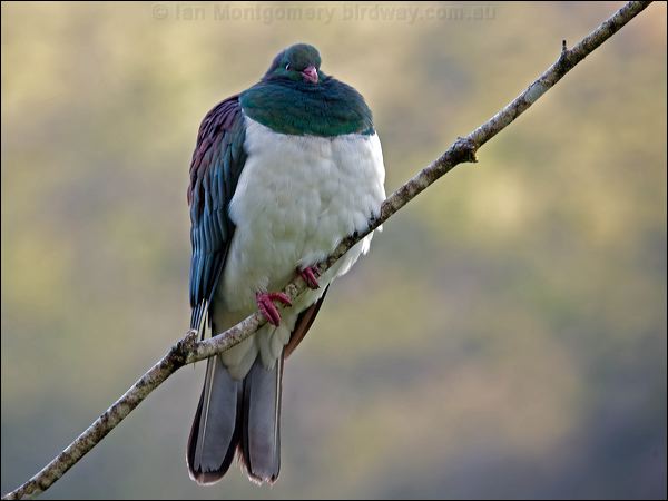 New Zealand Pigeon new_zealand_pigeon_121911.psd