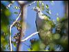 pac_imperial_pigeon_166754