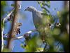 pac_imperial_pigeon_166758