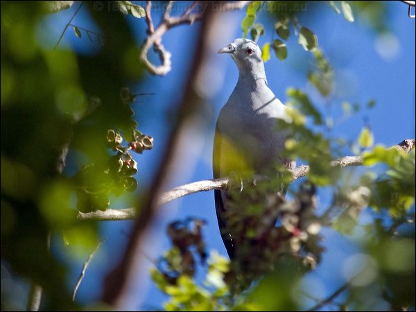 Pacific Imperial Pigeon pac_imperial_pigeon_166765.psd
